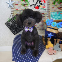 【山手店】2020年1月13日のワンちゃん達♪