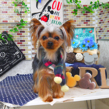 【山手店】2020年1月17日のワンちゃん達♪