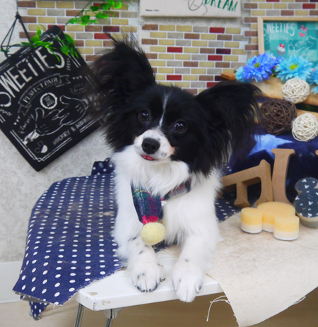 【山手店】2020年1月19日のワンちゃん達♪