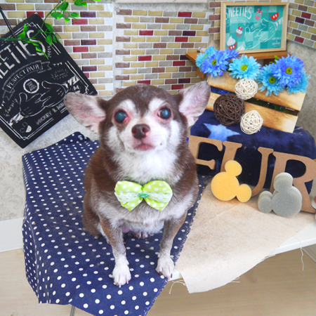 【山手店】2020年1月20日のワンちゃん達♪