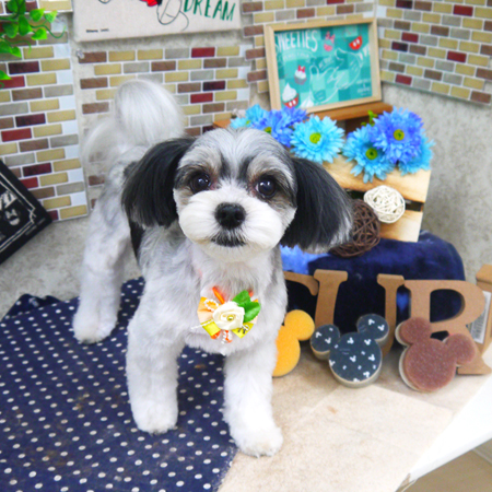 【山手店】2020年1月22日のワンちゃん達♪