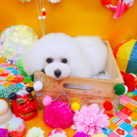 【池下店】2019年1月6日のワンちゃん達♪