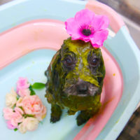 【池下店】2019年1月11日のワンちゃん達♪