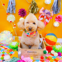 【池下店】2019年1月12日のワンちゃん達♪