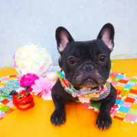 【池下店】2019年1月13日のワンちゃん達♪