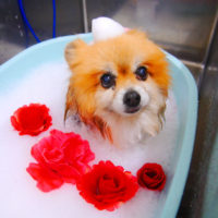 【池下店】2019年1月17日のワンちゃん達♪