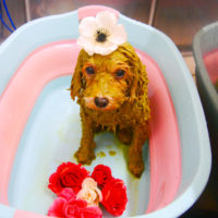 【池下店】2020年1月18日のワンちゃん達♪