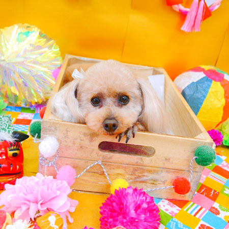 【池下店】2020年1月20日のワンちゃん達♪