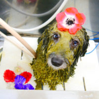 【池下店】2020年1月23日のワンちゃん達♪