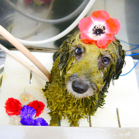 【池下店】2020年1月23日のワンちゃん達♪