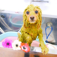 【池下店】2020年1月24日のワンちゃん達♪