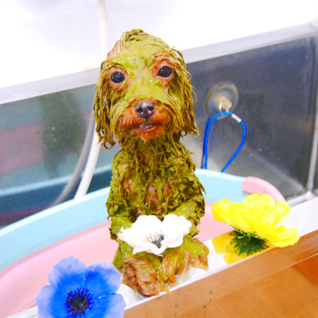 【池下店】2020年1月25日のワンちゃん達♪