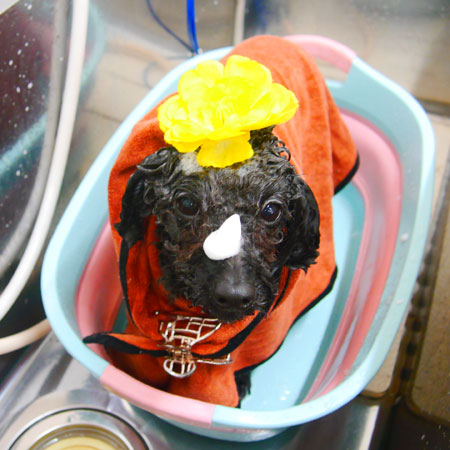 【池下店】2020年1月26日のワンちゃん達♪