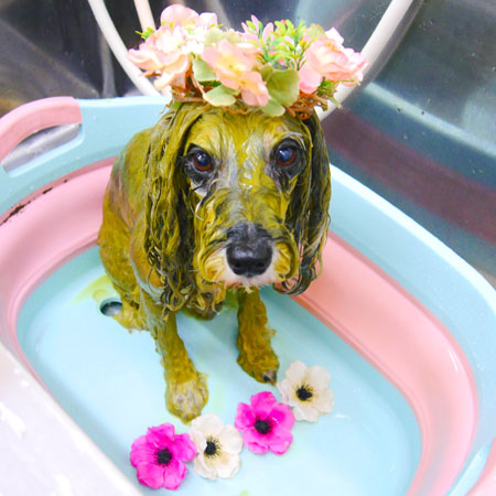 【池下店】2020年1月29日のワンちゃん達♪