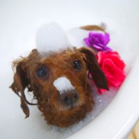 【山手店】2019年2月10日のワンちゃん達♪