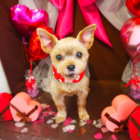 【本店】2020年2月1日のワンちゃん達♪