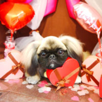 【本店】2020年2月2日のワンちゃん達♪