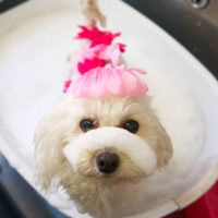 【本店】2020年2月5日のワンちゃん達♪