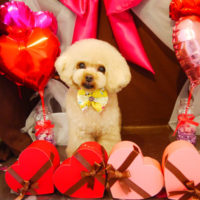 【本店】2020年2月6日のワンちゃん達♪