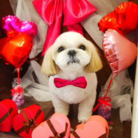 【本店】2020年2月7日のワンちゃん達♪