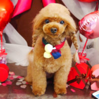 【本店】2020年2月8日のワンちゃん達♪