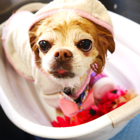 【本店】2020年2月9日のワンちゃん達♪