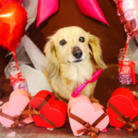 【本店】2020年2月10日のワンちゃん達♪