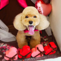 【本店】2020年2月13日のワンちゃん達♪