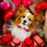 【本店】2020年2月14日のワンちゃん達♪