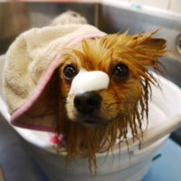 【本店】2020年2月15日のワンちゃん達♪