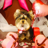 【本店】2020年2月16日のワンちゃん達♪