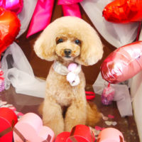 【本店】2020年2月17日のワンちゃん達♪