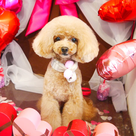 【本店】2020年2月17日のワンちゃん達♪