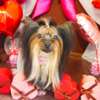 【本店】2020年2月19日のワンちゃん達♪