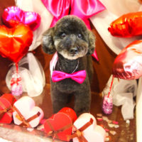 【本店】2020年2月20日のワンちゃん達♪