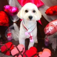 【本店】2020年2月21日のワンちゃん達♪