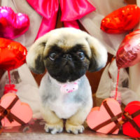 【本店】2020年2月22日のワンちゃん達♪