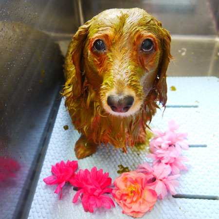 【本店】2020年2月23日のワンちゃん達♪