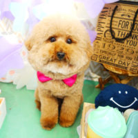 【本店】2020年2月27日のワンちゃん達♪