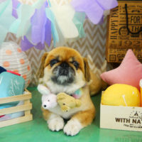 【本店】2020年2月28日のワンちゃん達♪