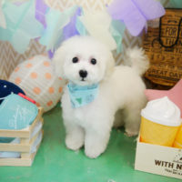 【本店】2020年2月29日のワンちゃん達♪