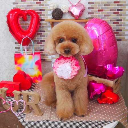 【山手店】2020年2月3日のワンちゃん達♪