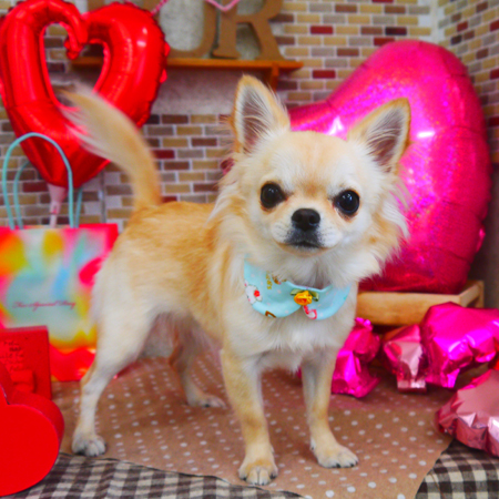 【山手店】2020年2月15日のワンちゃん達♪