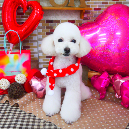 【山手店】2020年02月16日のワンちゃん達♪