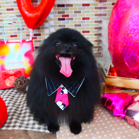 【山手店】2020年2月23日のワンちゃん達♪