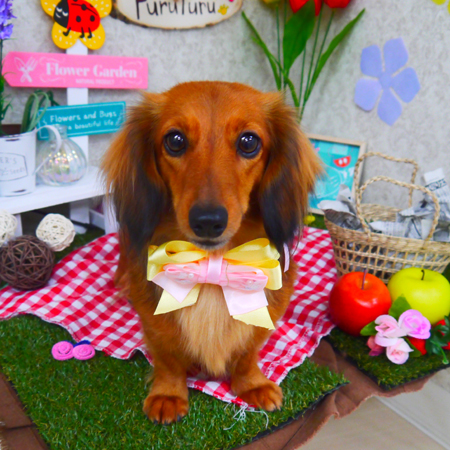 【山手店】2020年2月28日のワンちゃん達♪