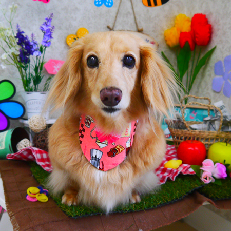 【山手店】2020年2月29日のワンちゃん達♪