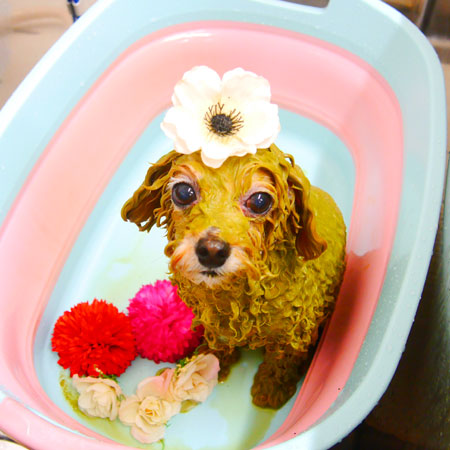 【池下店】2020年2月3日のワンちゃん達♪