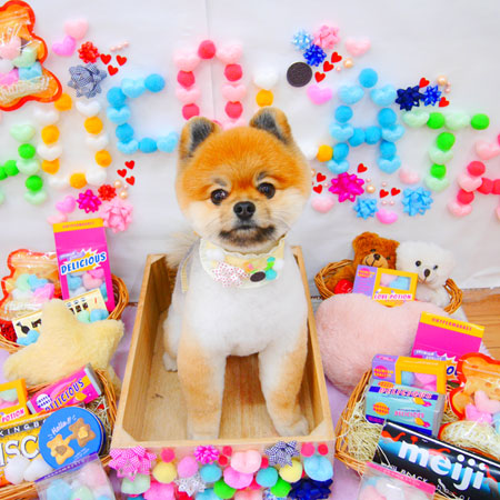 【池下店】2020年2月7日のワンちゃん達♪