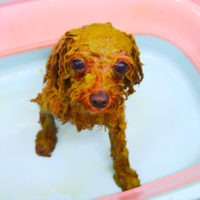 【池下店】2020年2月8日のワンちゃん達♪